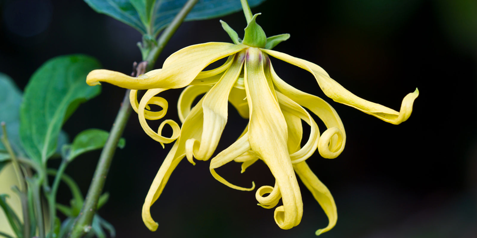 Ylang Ylang